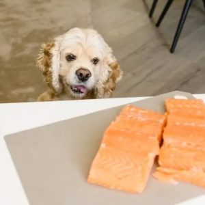 un chien alléché par l'odeur du saumon
