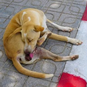 une chienne qui se lèche