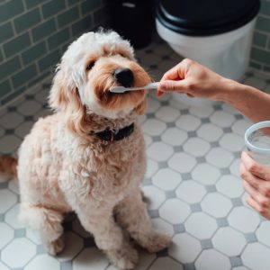 un chien qui se fait brosser les dents