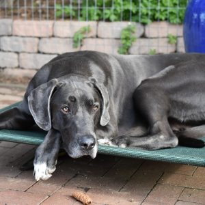 un Dogue allemand qui se repose