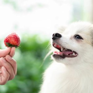 un chien qui va manger une fraise