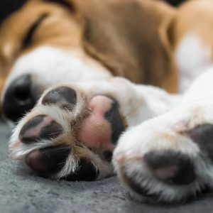 des pattes de chien
