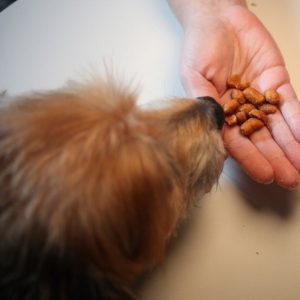 un chien qui mange des cacahuètes