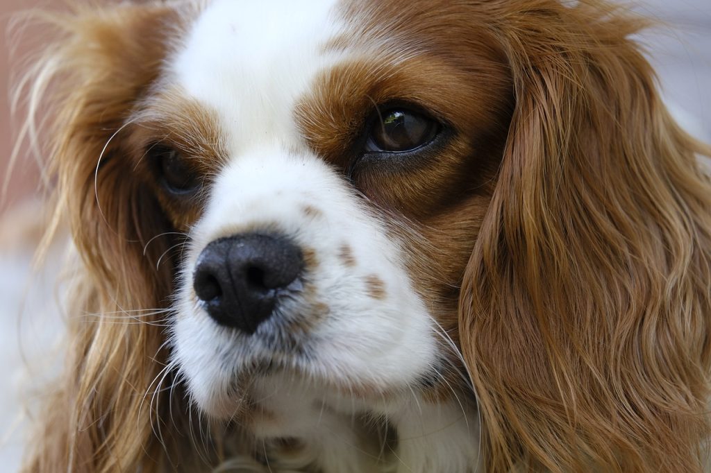une tête de Cavalier-King-Charles