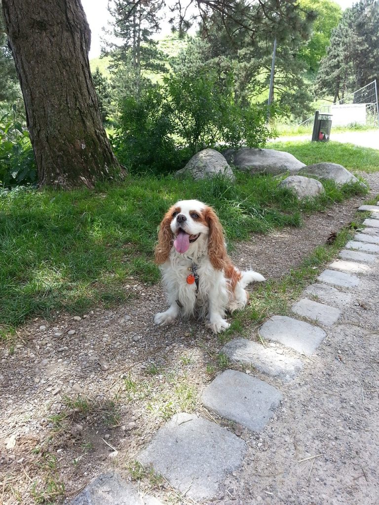 Un Cavalier-King-Charles dans un jardin