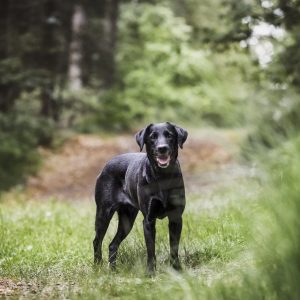 un chien dans un bois