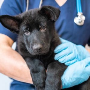 un chien dans les bras d'un vétérinaire