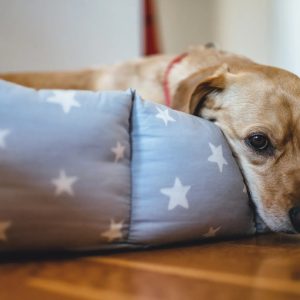 un chien couché dans son panier