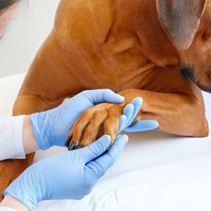 une vétérinaire examine la patte d'un chien