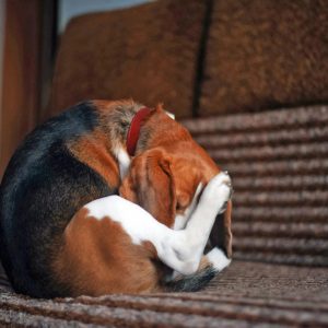 un chien qui se lèche la queue