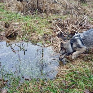 un chien qui boit dans une flaque d'eau
