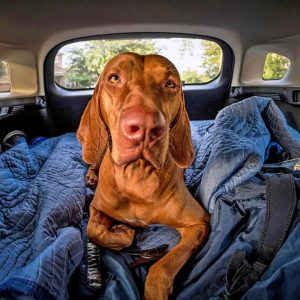 un chien à l'arrière d'une voitutre