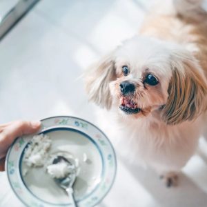 assiette de riz pour un chien