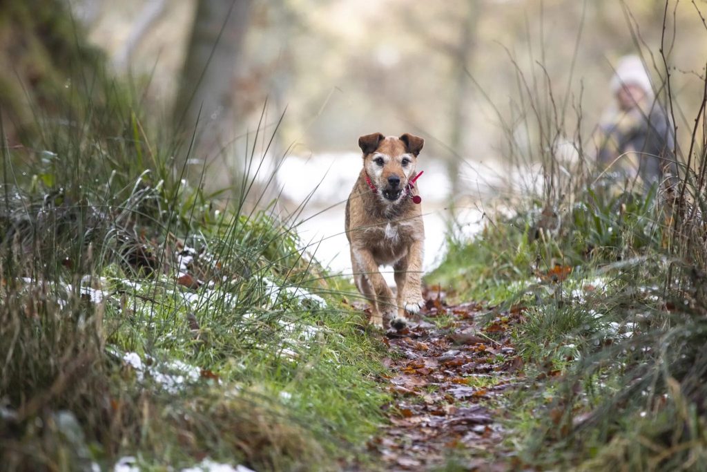 un chien en promenade en forêt