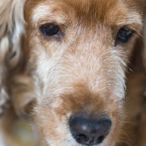 un chien atteint d'une sclérose lenticulaire