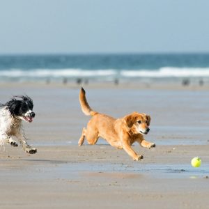 deux chiens qui jouent à la balle au bord de la mer