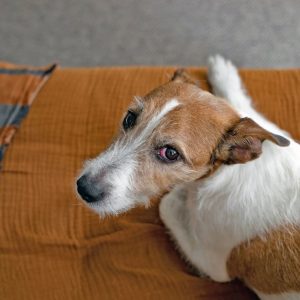 un chien avec une conjonctivite