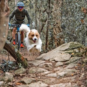 un cycliste et son chien dans les bois
