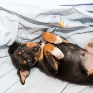 un chiot avec une hernie ombilicale