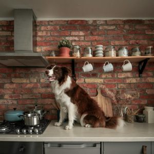 un chien assis sur le comptoir d'une cuisine