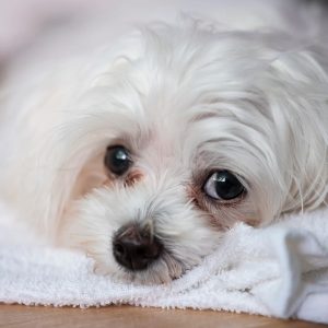 un chien avec des taches de larmes