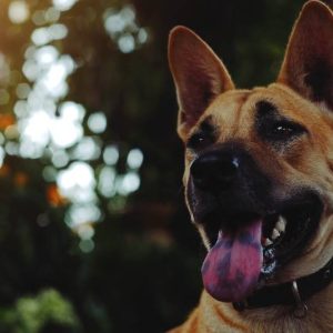 un chien avec des taches noires sur la langue