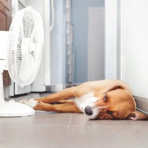 un chien à côté d'un ventilateur