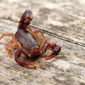 Scorpion