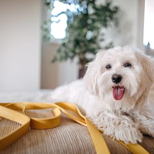 un Bichon maltais au repos