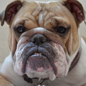 une grosse tête de Bulldog à l'air pas commode