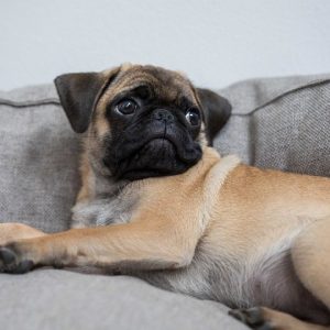 un Carlin couché sur un canapé