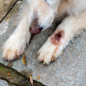 Infection par Cuterebra chez le chien
