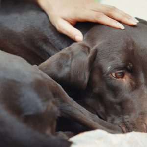 un chien qui a l'air malade