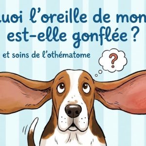 othématome chez le chien