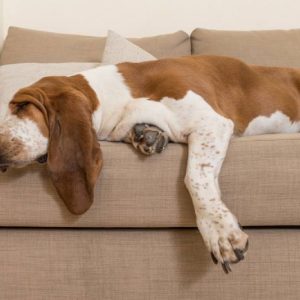 un chien vautré sur un canapé