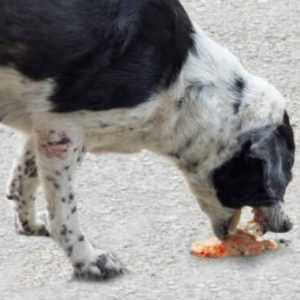 un chien en train de vomir