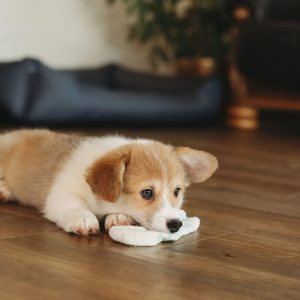 un Corgi en train de manger une chaussette