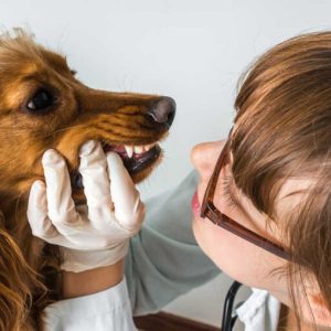 examen vétérinaire de la gueule d'une chien
