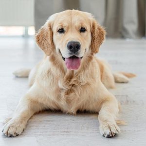 un Golden Retriever couché sur le sol