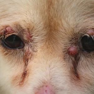 un chien présentant des grosseurs autour des yeux