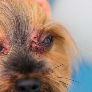 un chien atteint par une infection fongique