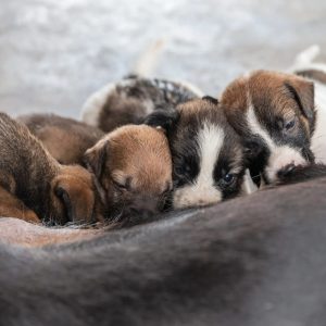 une portée de chiots