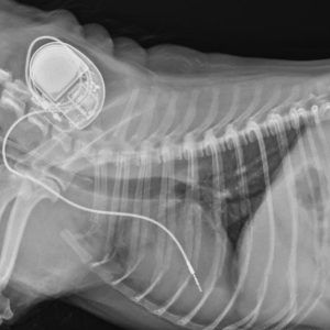 stimulateur cardiaque chien
