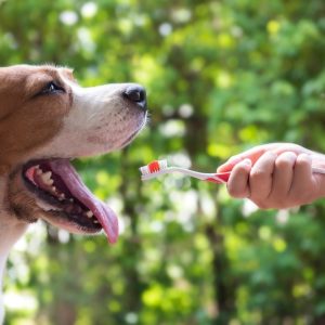 brossage des dents pour un chien