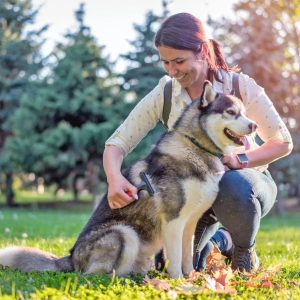 un chien qui se fait brosser