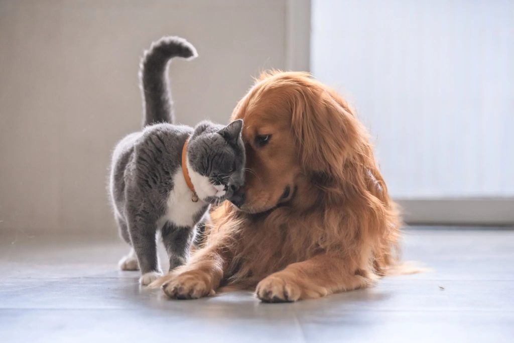 un chat qui fait un câlin à un chien