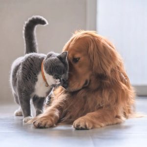 un chat qui fait un câlin à un chien