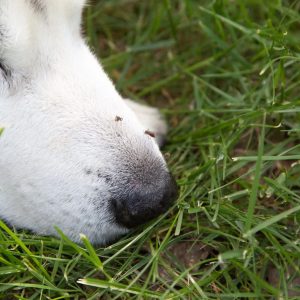 un chien avec le museau dans l'herbe