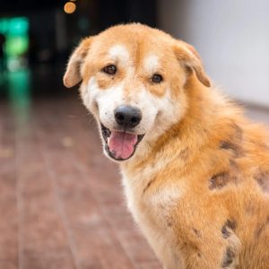 perte de poils chez le chien