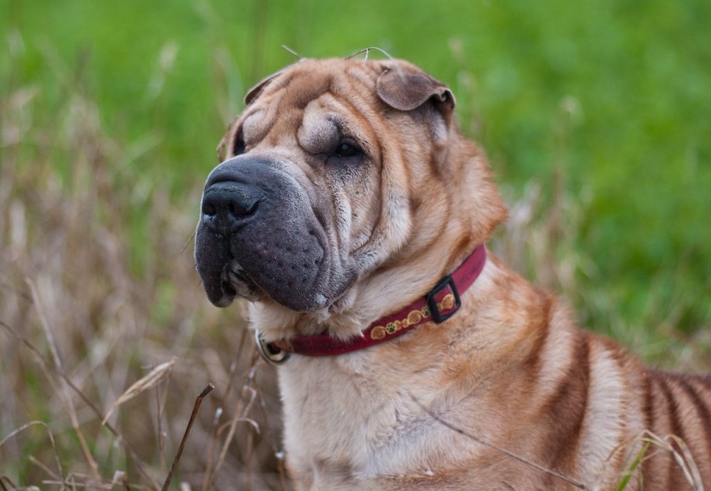 un Shar-Pei en gros plan